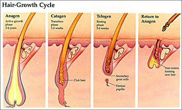 Hair Growth Cycle
