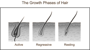 The Growth Phases of Hair